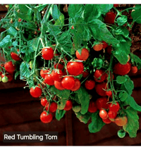 Red Tumbler Tomatoes