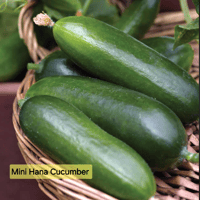 Mini Hana Cucumbers
