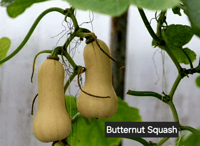 Butternut Squash