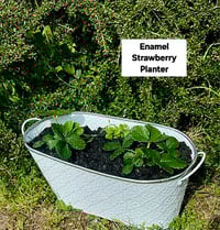 Strawberry Planter