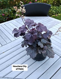 Heuchera City of Pekin 