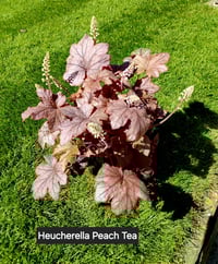 Heuchera Peach Tea 
