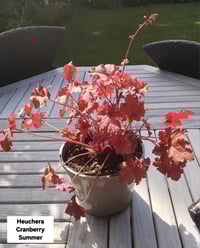 Heuchera Cranberry Summer