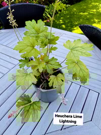 Heuchera Lime Lightening 