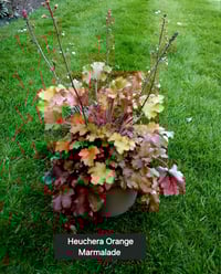 Heuchera Orange Marmalade