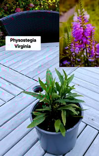 Physostegia Virginia (Large) 
