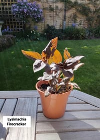 Lysimachia Firecracker