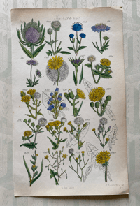 British Wild Flower Illustration (2)