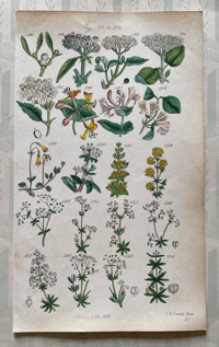 British Wild Flower Illustration (1)