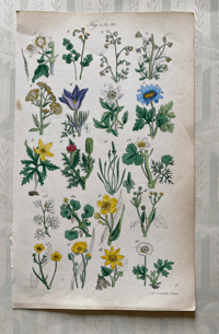 British Wild Flowers Illustration (4)