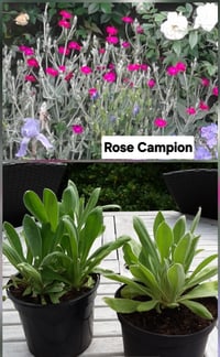 Rose Campion (Lynchnis Coronaria) 