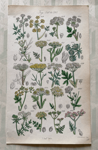 British Wild Flowers Illustration (5)