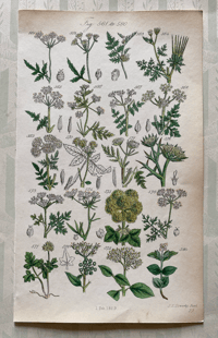 British Wild Flowers Illustration (6)