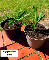 Agapanthus Africanus (Blue) 