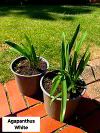 Agapanthus Africanus (White)
