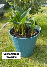 Canna Lillies (Orange Flowering) in planters