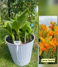 Canna Tenerife (Yellow/orange spot)  in planter