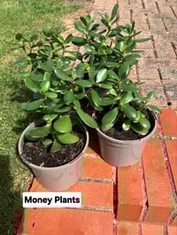 Money Plants