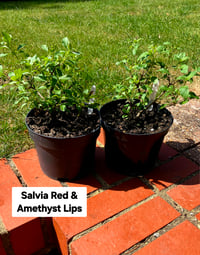 Salvia Amethyst Lips 