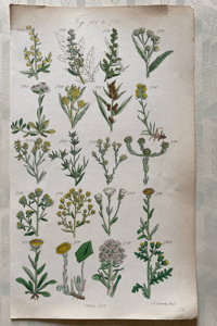 British Wild Flowers Illustration (10)