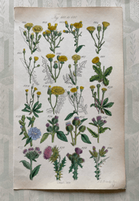 British Wild Flowers Illustration (9)