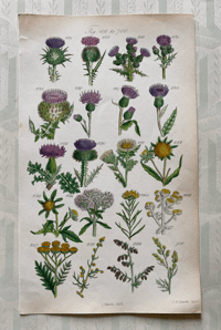 British Wild Flowers Illustration (8)