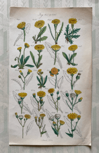 British Wild Flowers Illustration (7)