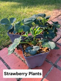 Strawberry Plants