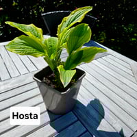 Hosta 