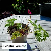Dicentra Formosa