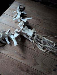 Image 3 of Pale
