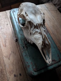 Image 1 of Large (doe) Deer skull