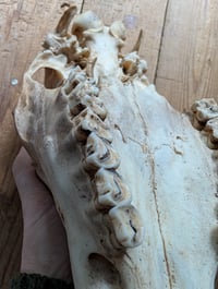 Image 3 of Large (doe) Deer skull