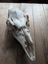 Image 4 of Large (doe) Deer skull