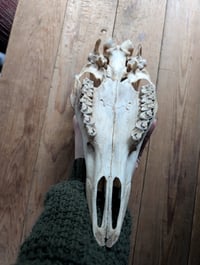 Image 2 of Large (doe) Deer skull