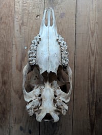 Image 5 of Large (doe) Deer skull