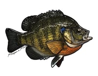 Image 8 of Fish Stickers