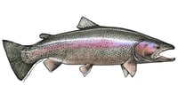 Image 4 of Fish Stickers
