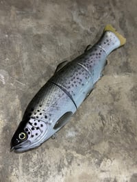 Image 3 of Immortal Trout 7.7 “Civil Dawn”