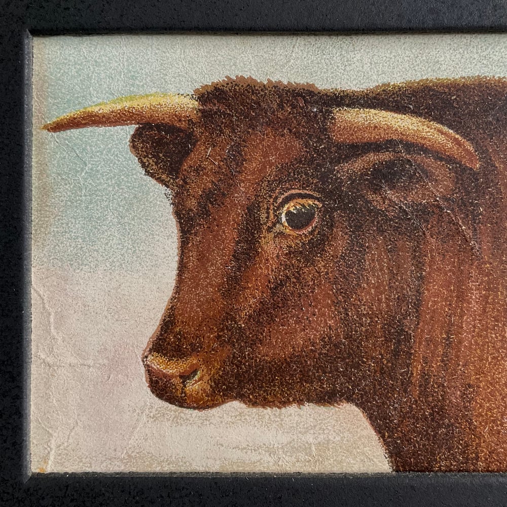 Image of Little Cow Picture 