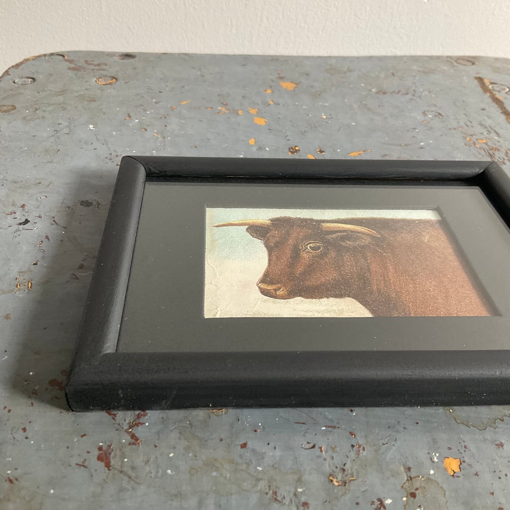 Image of Little Cow Picture 