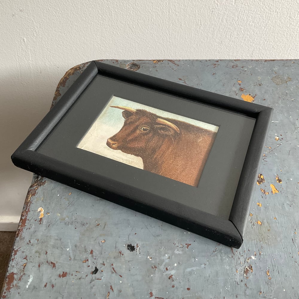 Image of Little Cow Picture 