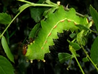 Image 2 of Actias artemis
