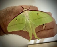 Image 3 of Actias artemis