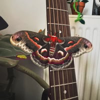 Image 2 of Robin Moth (Hyalophora cecropia)