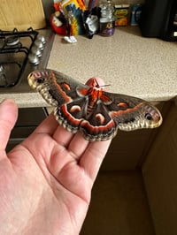 Image 3 of Robin Moth (Hyalophora cecropia)