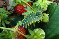 Image 4 of Robin Moth (Hyalophora cecropia)