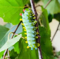 Image 1 of Robin Moth (Hyalophora cecropia)