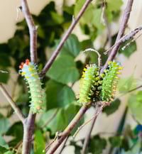 Image 5 of Robin Moth (Hyalophora cecropia)