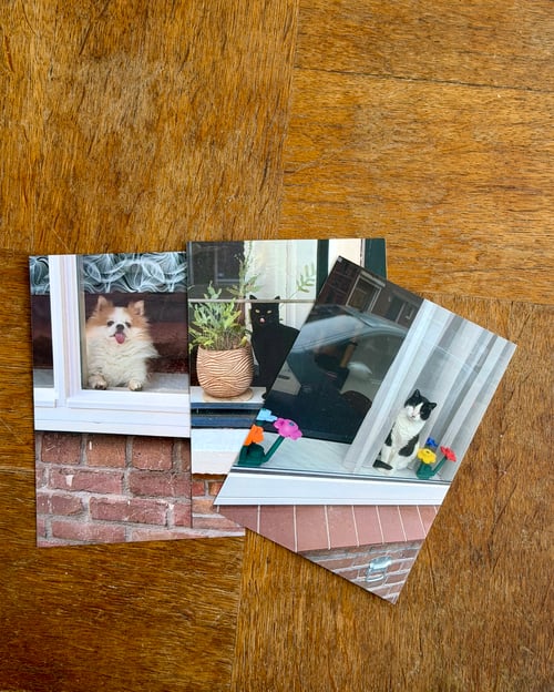 Image of 'Cats and Dogs in the Window' - postcardset #2